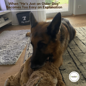 Senior dog resting indoors