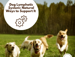 Dog walking outdoors to support natural lymph flow and overall wellbeing