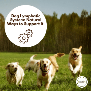 Dog walking outdoors to support natural lymph flow and overall wellbeing