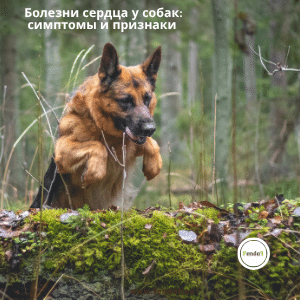 Болезни сердца у собак: симптомы и признаки