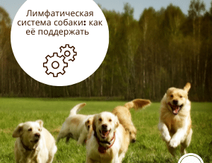 Собака гуляет на природе, поддерживая естественное движение лимфы и общее самочувствие