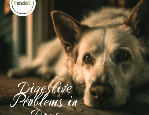 Digestive Problems in Dogs