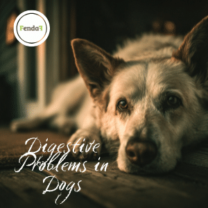 Digestive Problems in Dogs