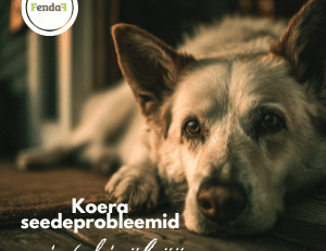 Koera seedeprobleemid ei teki üleöö