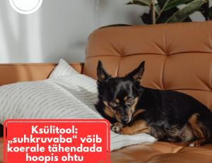 Ksülitool koerale: kui ohtlik see on ja mida teha, kui koer sõi ksülitooli?