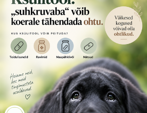 Ksülitool koerale: kui ohtlik see on ja mida teha, kui koer sõi ksülitooli?