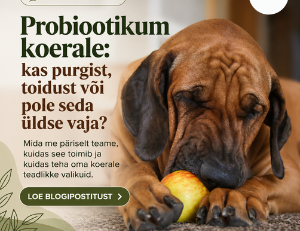 Probiootikumid koerale: kasulikud bakterid ja mikrobioom