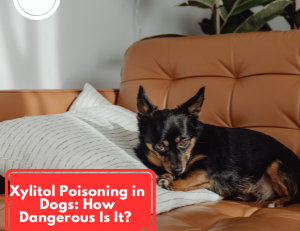 Xylitol poisoning in dogs and products that may contain xylitol