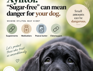Xylitol poisoning in dogs and products that may contain xylitol