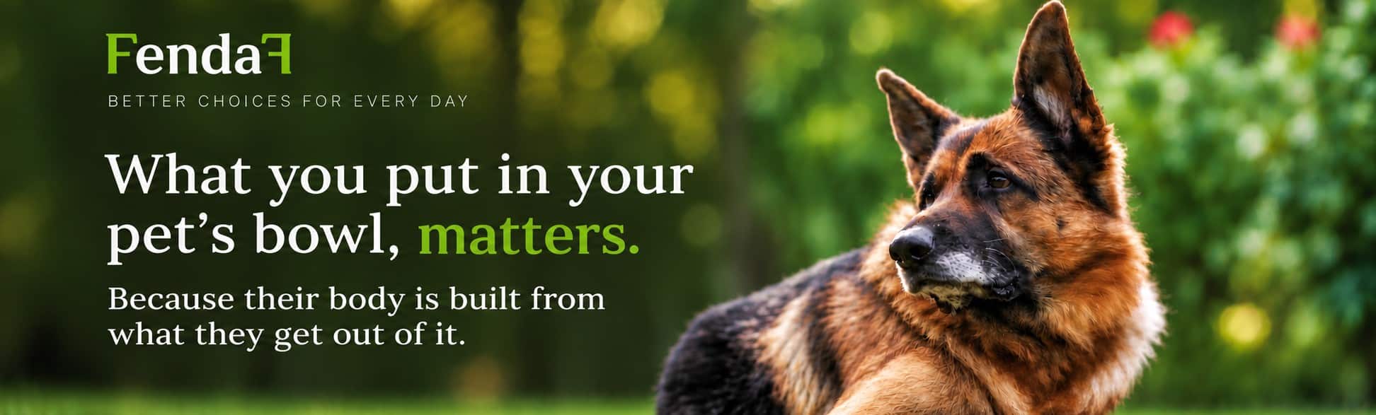 German Shepherd outdoors – FendaF pet nutrition