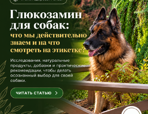 Глюкозамин для собак: что говорит наука?