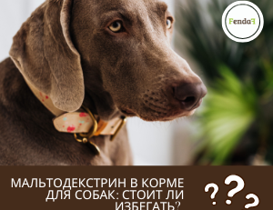 Мальтодекстрин в корме и добавках для собак - влияние на сахар крови, кишечник и микробиом.