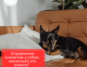 Отравление ксилитом у собак и продукты, которые могут содержать ксилит