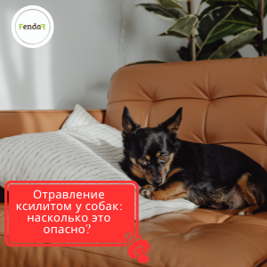 Отравление ксилитом у собак и продукты, которые могут содержать ксилит