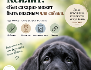 Отравление ксилитом у собак и продукты, которые могут содержать ксилит