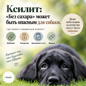 Отравление ксилитом у собак и продукты, которые могут содержать ксилит