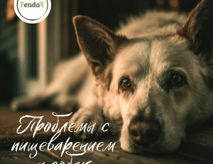 Проблемы с пищеварением у собаки и ранние признаки, на которые стоит обратить внимание