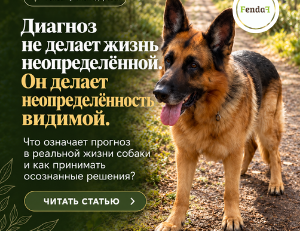 качество жизни собаки: как жить с неопределённостью