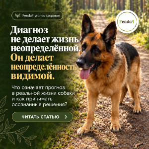 качество жизни собаки: как жить с неопределённостью
