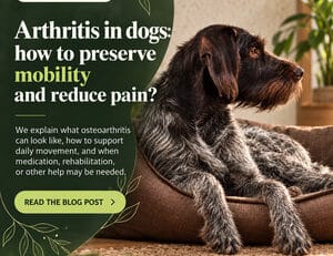 Arthritis in dogs: how to preserve mobility and reduce pain