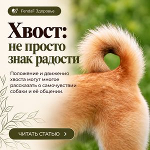 Dog tail language EN