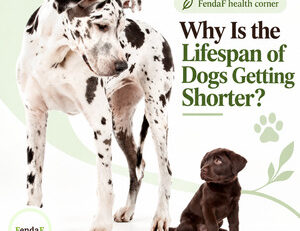 FendaF health corner: Why is the lifespan of dogs getting shorter?