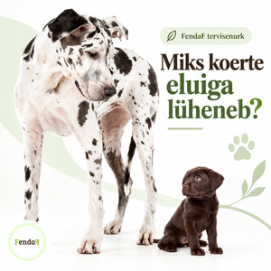 FendaF tervisenurk: Miks koerte eluiga lüheneb?