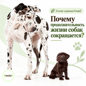 Уголок здоровья FendaF: Почему продолжительность жизни собак сокращается?