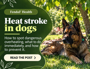 Heat stroke in dogs