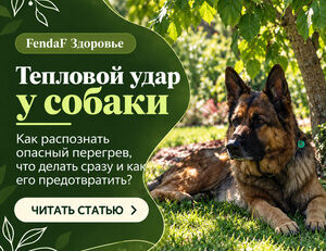 Тепловой удар у собаки