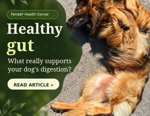 Healthy gut in dogs: dog resting on its back