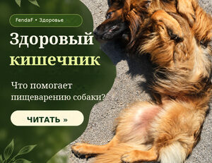Здоровый кишечник собаки: собака отдыхает на спине