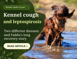 Kennel cough and leptospirosis: dog in water