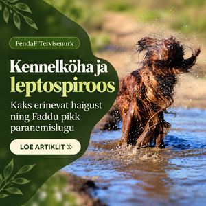 Kennelköha ja leptospiroos: koer vees