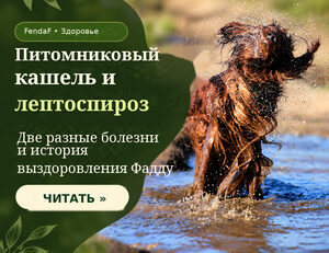 Питомниковый кашель и лептоспироз: собака в воде