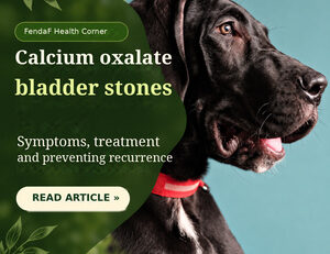 Calcium oxalate bladder stones in dogs