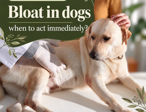 GDV in dogs: warning signs and prevention — FendaF