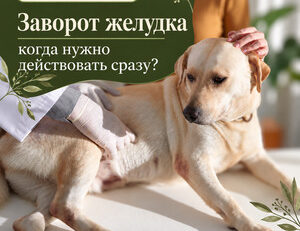 Заворот желудка у собак: тревожные признаки и профилактика — FendaF