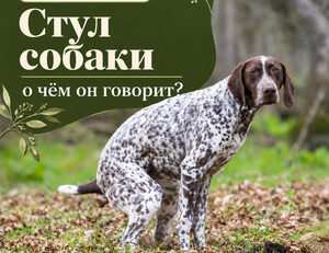 Стул собаки: цвет, консистенция и тревожные признаки — FendaF