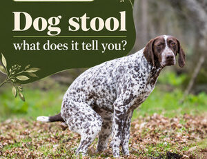 Dog stools: colour, consistency and warning signs — FendaF