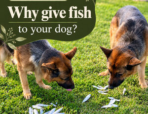 Fish for dogs: benefits, risks and sensible portions — FendaF