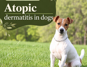 Atopic dermatitis in dogs: itch treatment and Hugo’s story — FendaF