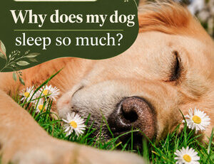 Dog sleep: normal rest or a warning sign — FendaF