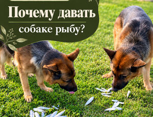Рыба для собак: польза, риски и разумные порции — FendaF