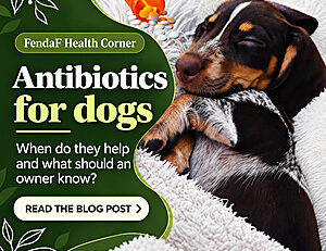 Antibiotics for dogs: when do they help and what should owners know?