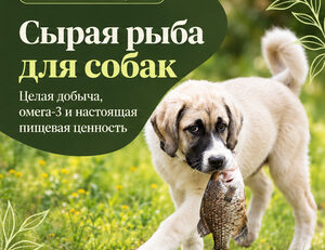 Сырая рыба для собак: цельная добыча, омега-3 и питательная ценность