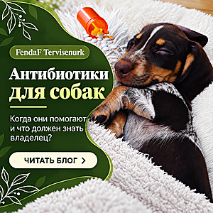 Антибиотики для собак: когда они помогают и что должен знать владелец?