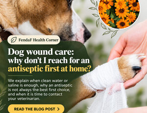 Dog with a bandaged paw beside a hand and calendula flowers; English heading about dog wound care.