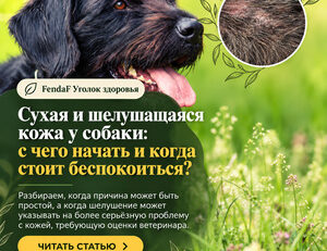 Чёрная собака на природе и крупный план шелушащейся кожи; заголовок о сухой коже у собак.