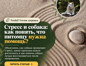 Песок с круговыми узорами, камни и белая собака в лесной вставке; заголовок о стрессе у собак.